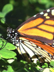 Goleta Butterfly Grove