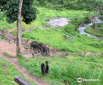 Karen Elephant Habitat