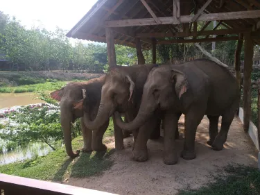Boon Lott’s Elephant Sanctuary (BLES)