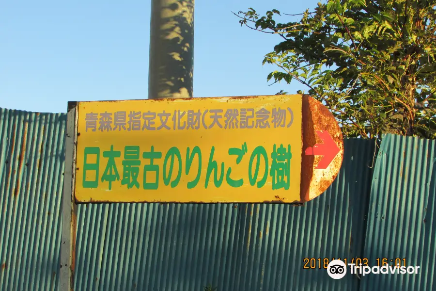 Japan's Oldest Apple Tree