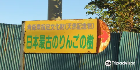 Oldest Apple Tree in Japan
