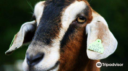 Clonfert Pet Farm