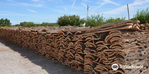 Corticarte - Arte em Cortica