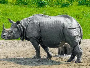 Jaldapara national park