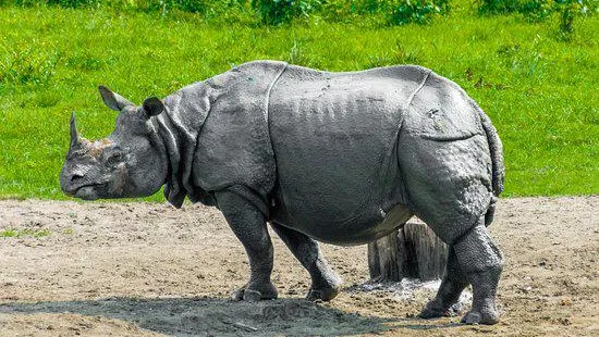 Jaldapara National Park