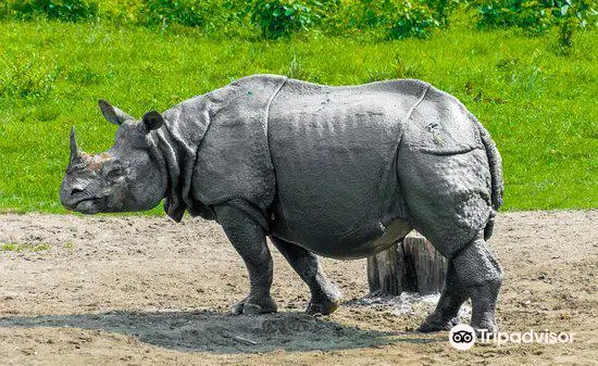 Jaldapara National Park