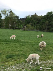 Hawkshead Hall Campsite