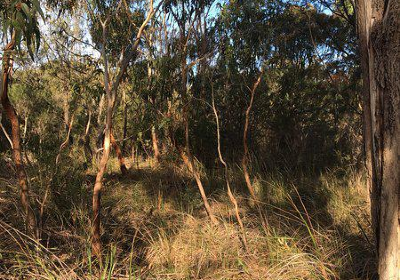 Fairbairn Bushland Reserve