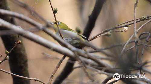 軽井沢野鳥の森