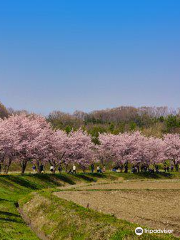 Kitaasaba Sakurazutsumi Park