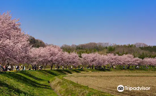 Kitaasaba Sakurazutsumi Park