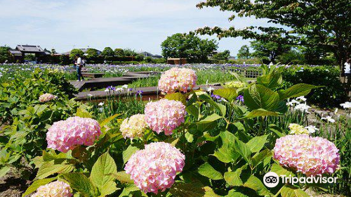 大和中央公園花しょうぶ園