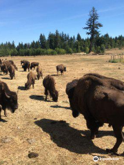 Morning Star Bison Ranch. Bison Meat Sales