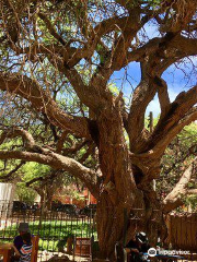 Algarrobo Historico