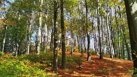 Lipowiec Nature Reserve