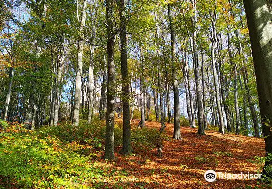 Lipowiec Nature Reserve