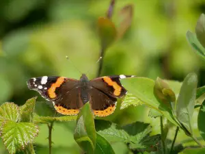 Bicton Park Botanical Gardens