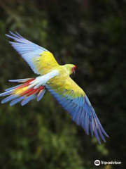 Macaw Recovery Network