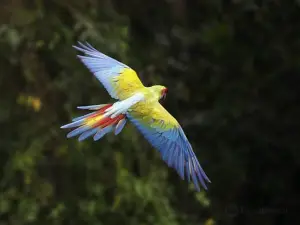 Macaw Recovery Network