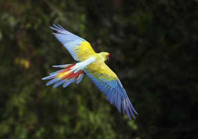 Macaw Recovery Network