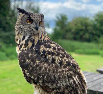 Barn Owl Centre