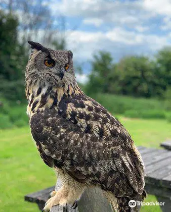 Barn Owl Centre