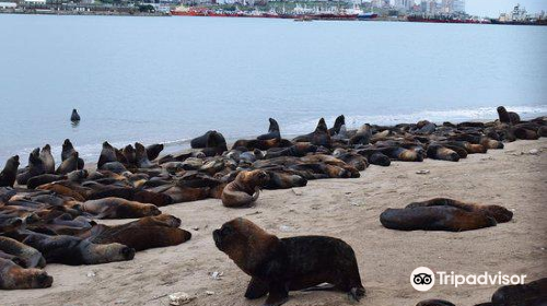 Reserva de Lobos Marinos