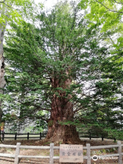 黄金水松