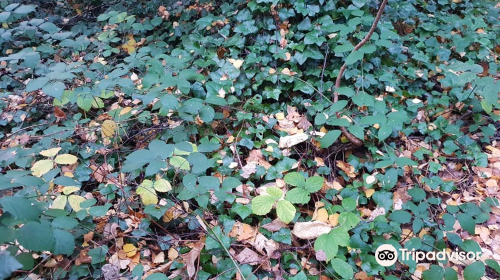 Gunnersbury Triangle Local Nature Reserve