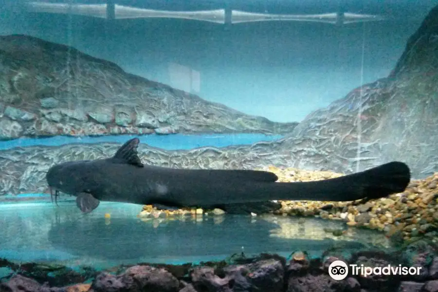 Fishes of Amur River Museum