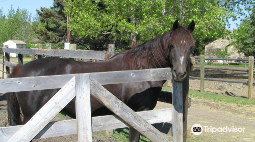 Whitemud Equine Learning Centre Association