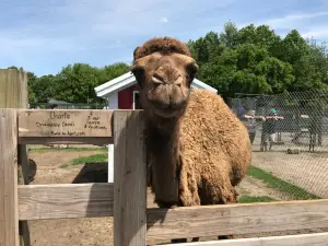 Dutch Creek Farm Animal Park