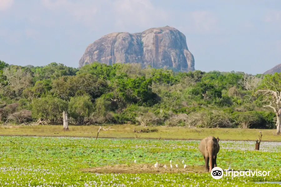 Nimsara Yala Safari