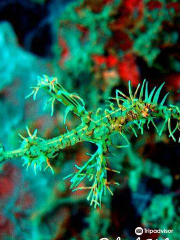 Rabaul - Kokopo Dive