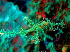 Rabaul - Kokopo Dive