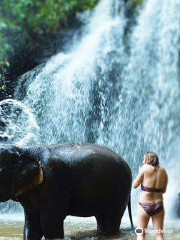 Chiangmai Elephant Land