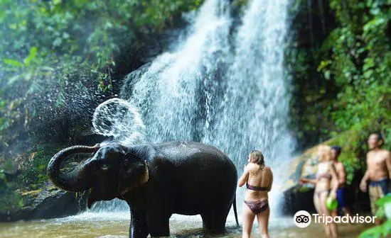 Chiangmai Elephant Land