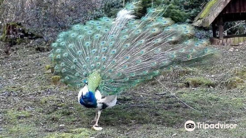 Zoo and garden Fasanerie