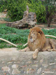 The Zoological Gardens