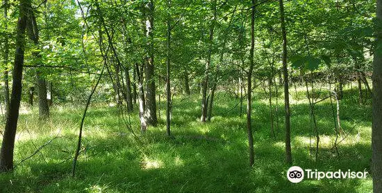 Buttermilk Falls County Park