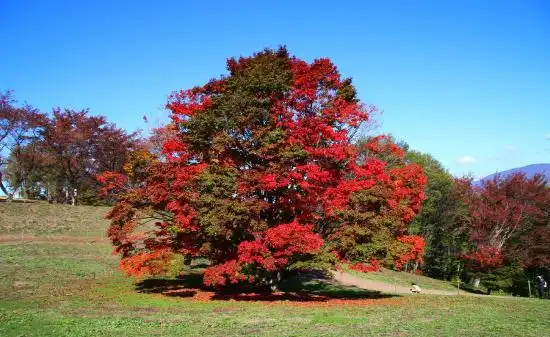 Hotels in Ikeda