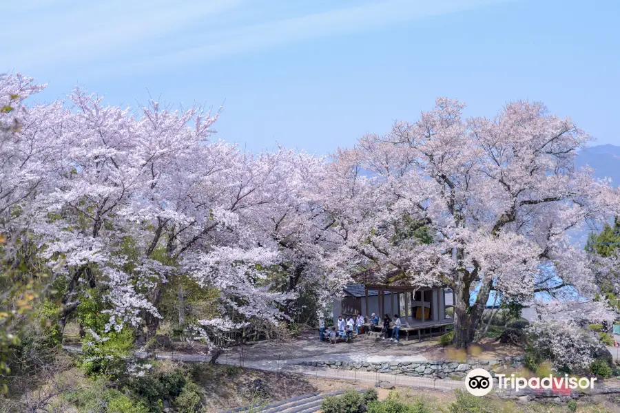 Shibanai Sakurado no Hyotan Sakura