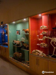 Trinity College Zoological Museum