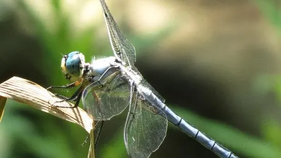 Wilson M. Powell Wildlife Sanctuary