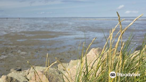 The Wadden Sea, Germany