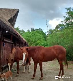 Rancho Universo Heal a Horse Cozumel Horse Sanctuary Non-Profit Organization