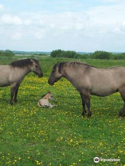 RSPB Portmore Lough Nature Reserve