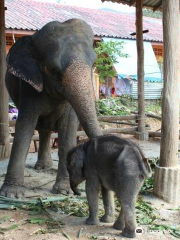 Ban Kwan Chang Elefant Camp