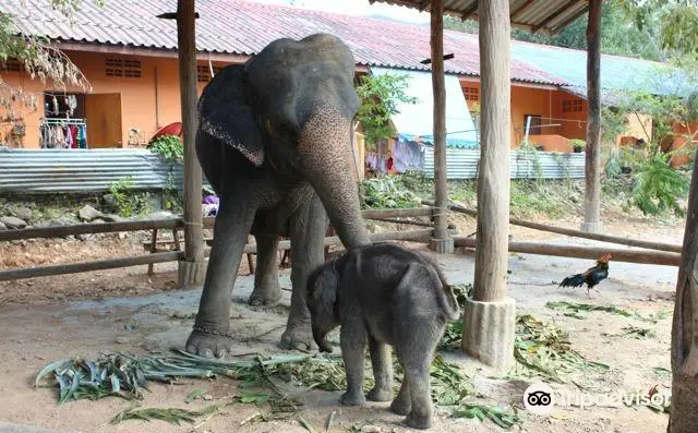 Ban Kwan Chang Elefant Camp