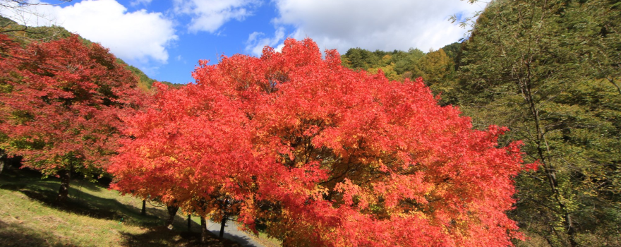 Momiji Lake